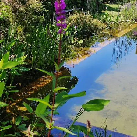 Dans En Bois Avec Piscine Ecologique