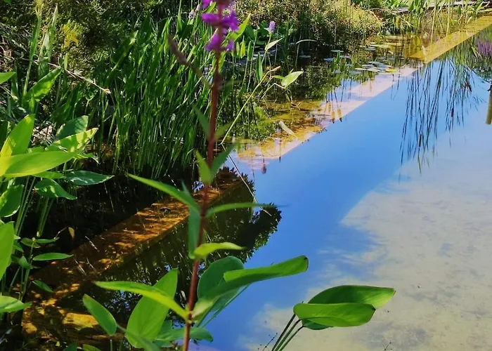 Dans En Bois Avec Piscine Ecologique